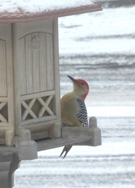 pic a ventre roux - Oiseaux